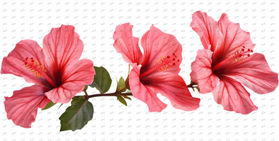 Flower-Y10329