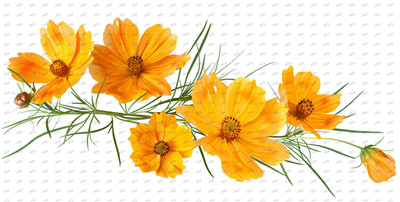 Flower-Y10330