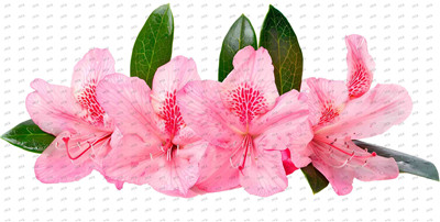 Flower-Y10361