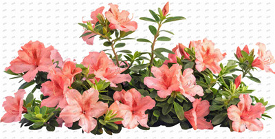 Flower-Y10362