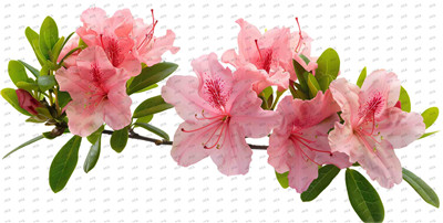 Flower-Y10363