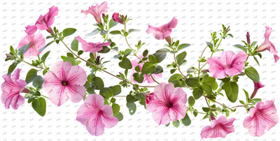Flower-Y10387