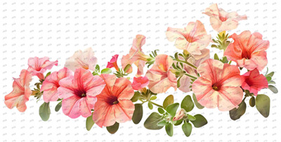 Flower-Y10388