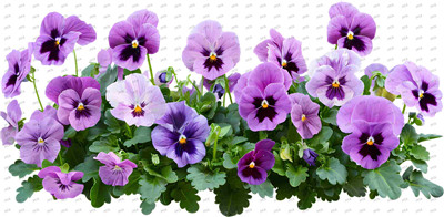 Flower-Y10398