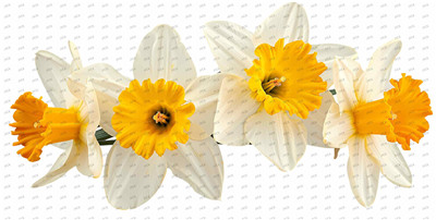 Flower-Y10400