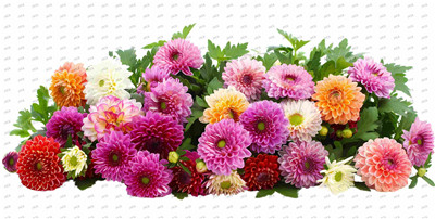 Flower-Y10408