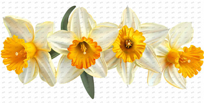 Flower-Y10411