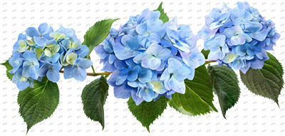Flower-Y10417