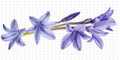 Flower-Y10421