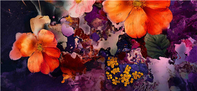 Flower-Y20827