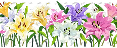 Flower-Y29224
