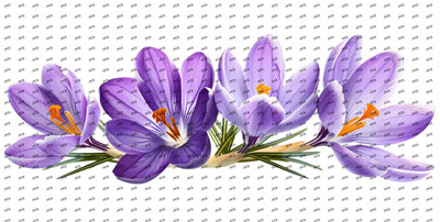 Flower-Y7823