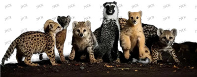 Other animal-Y29128