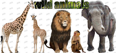 Other animal-Y30038