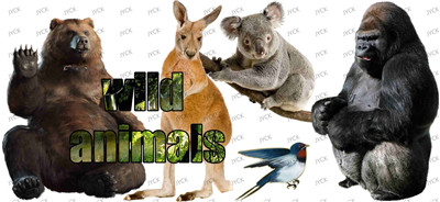Other animal-Y30039
