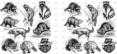 Other animal-Y34187