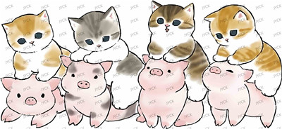 cat-Y24653