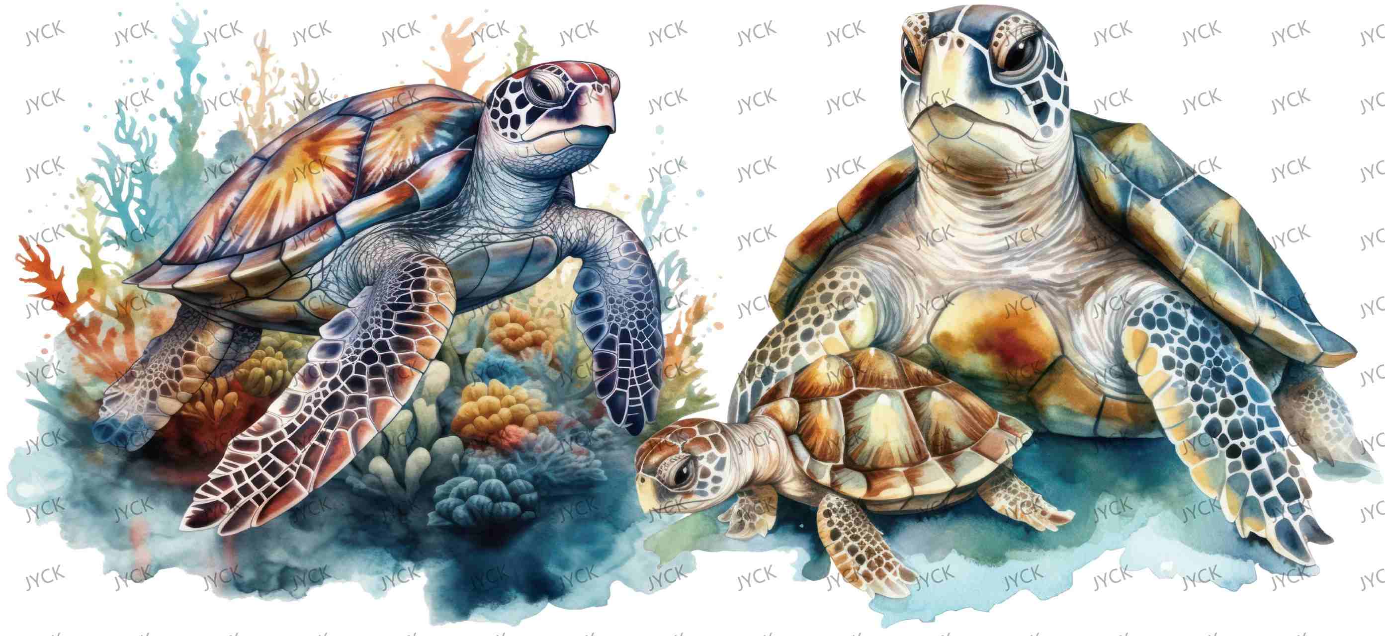 tortoise-Y0681