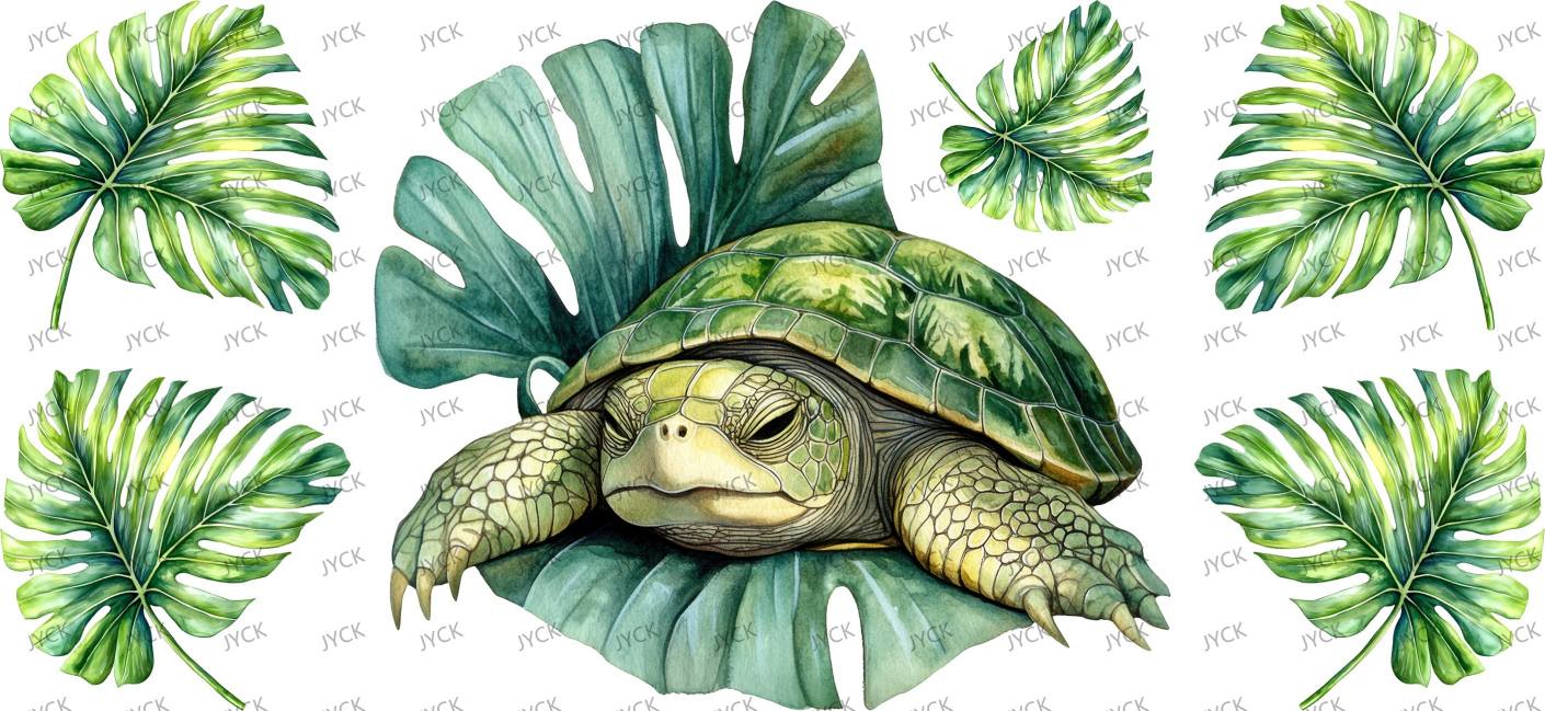 tortoise-Y48168