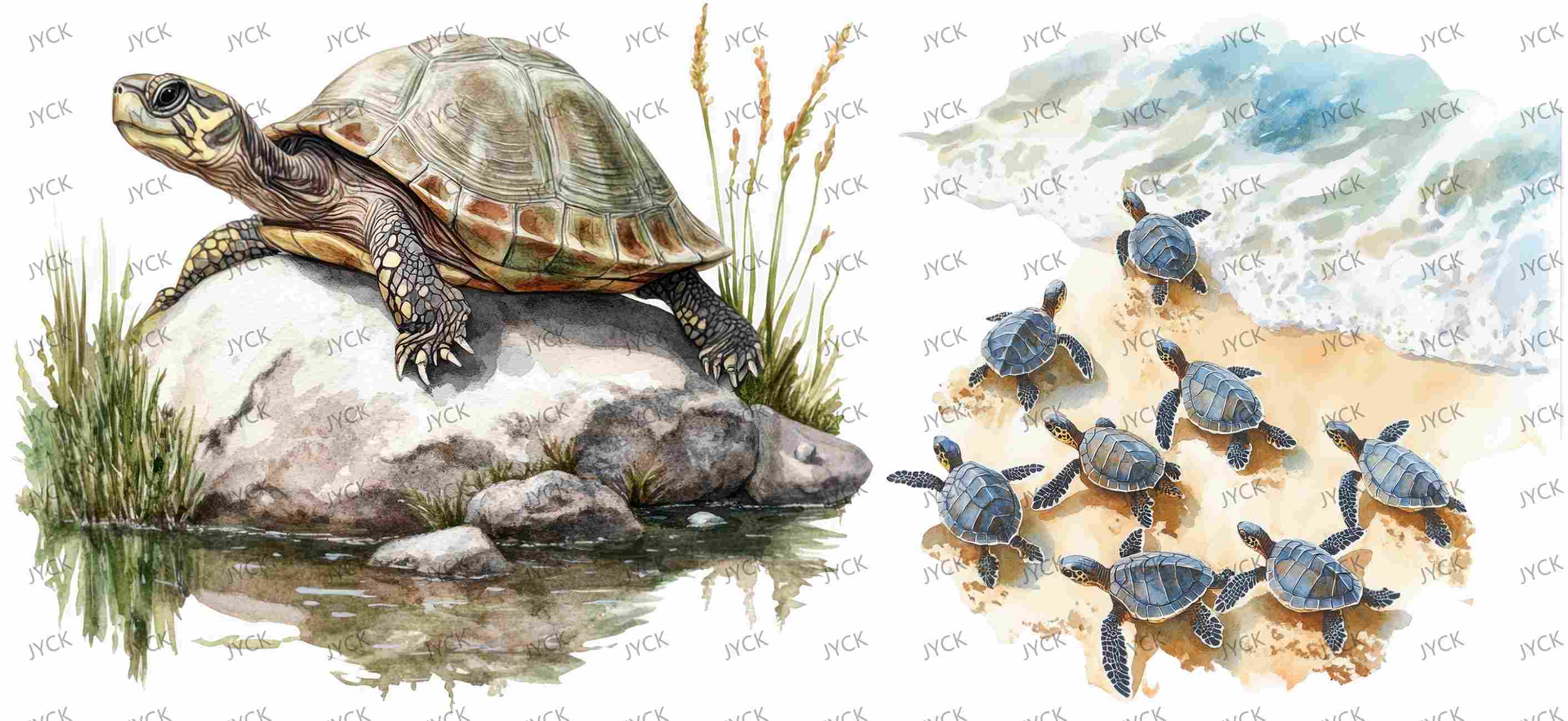 tortoise-Y48169