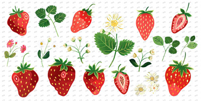 Fruit-Y8608