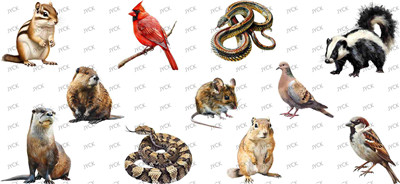 Other animal-Y45815