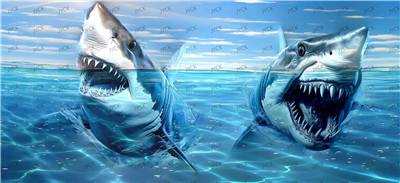 sharks-Y22837